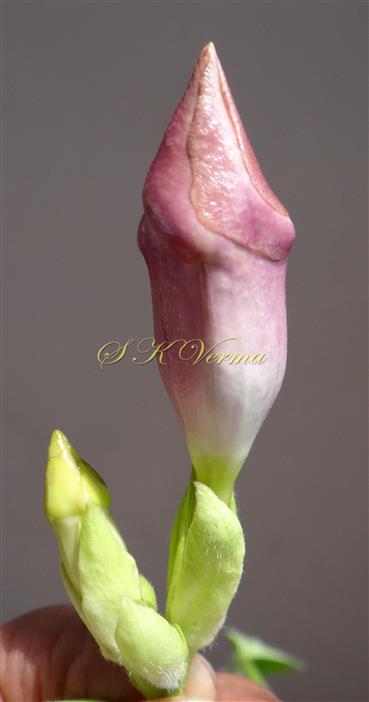  Floral Buds